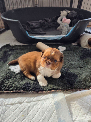 Imperial Shitzu puppies