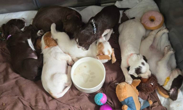 Gorgeous Puppies Looking for Their Forever Homes