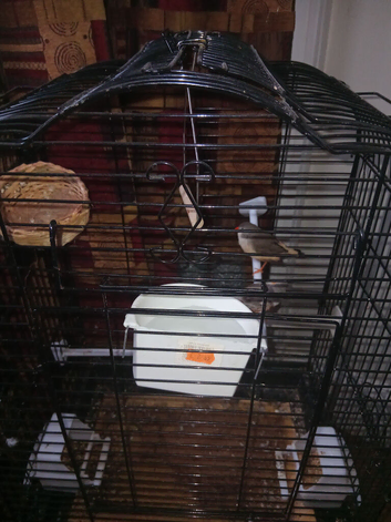 2 pair's of zebra finches.