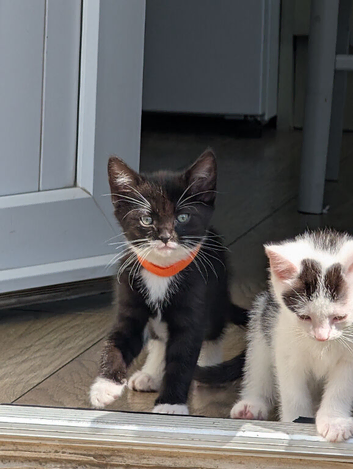 Kittens for sale