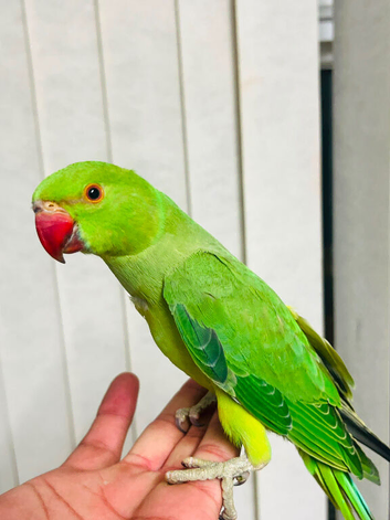 Baby Green Ringneck talking Parrot