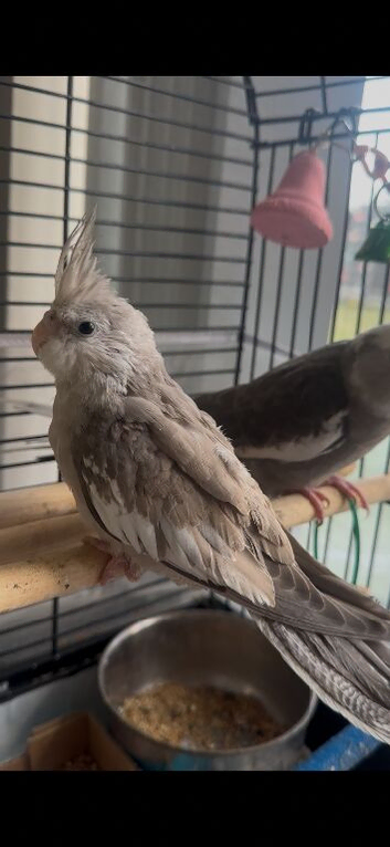 Small & Very Special Cockatiel &mdash; Fully Weaned