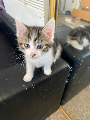 Female kitten unique colour bobtail
