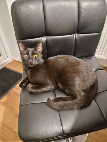 Ragdoll mix kitren 5 months old
