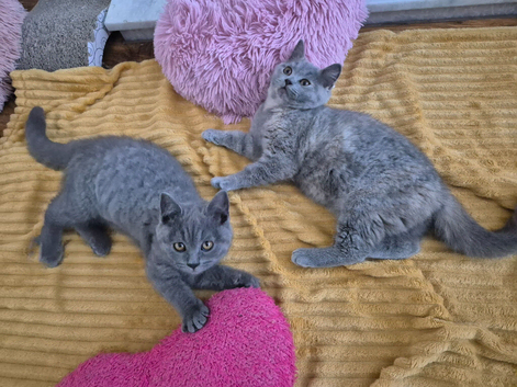 From pedigree parents with champs in line, BSH kittens