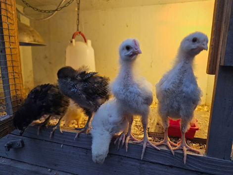 Hybrid chicks