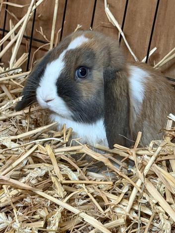 Female mini lops