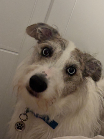 Male Wheaton bull lurcher
