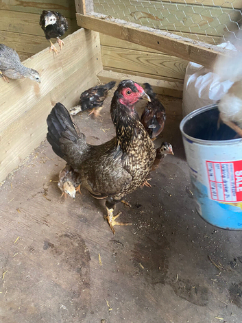 Banty chicks
