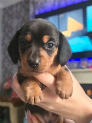 Minature dachshunds