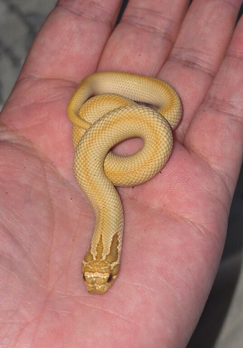 Male toffee super conda hognose