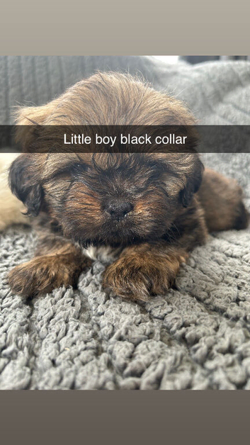 8 week old beautiful pups