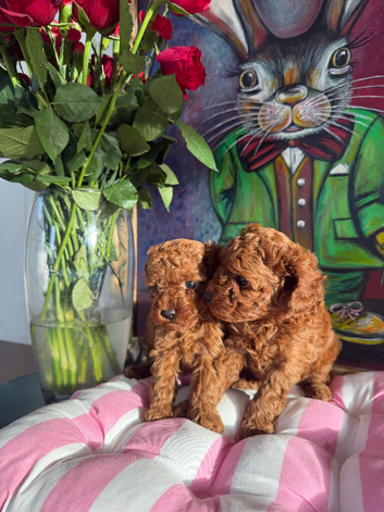 Solid red poodles ( left two girls)