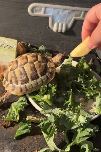 Hermann tortoise