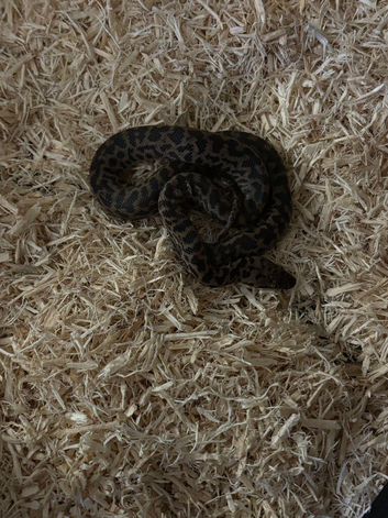 Male Spotted python