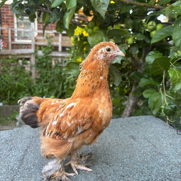 Single chick for sale