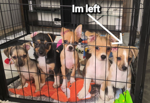 Last boy Chihuahua left
