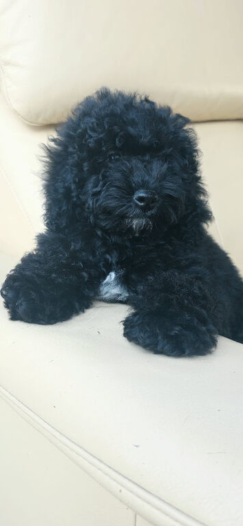 Last one beautiful puppy available