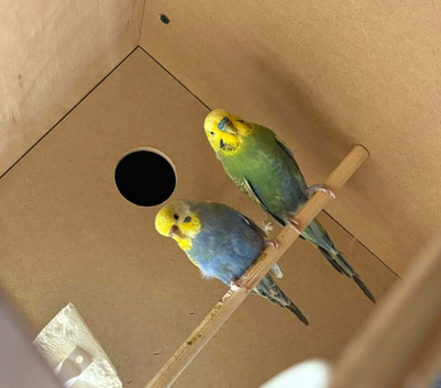 Breeding pair rainbow budgies