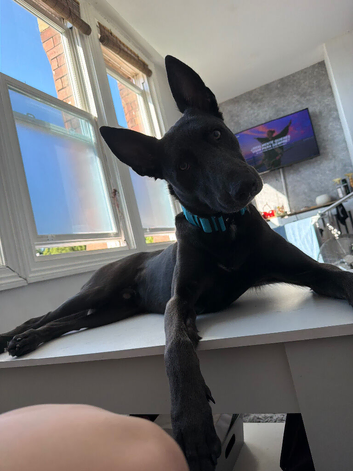 He's a German Sheppard cross blue Staffie