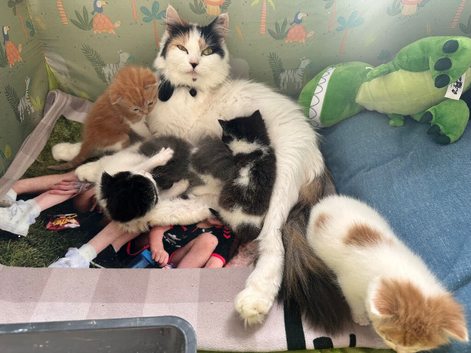 5 Beautiful Kittens for Rehoming
