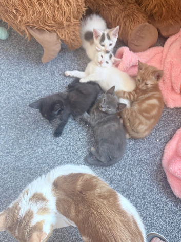 Beautiful fluffy kittens