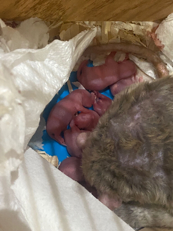 Newborn Babies