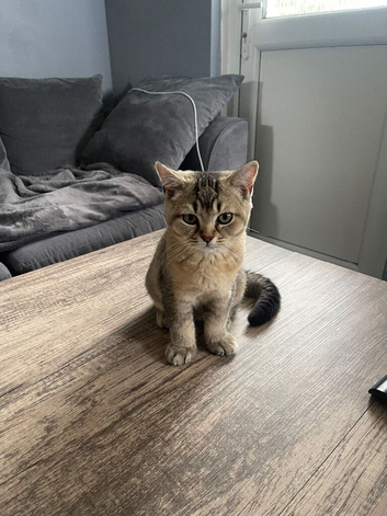 Rare looking British shorthair