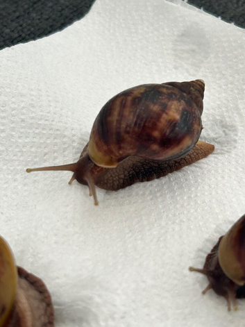 African Land Snail