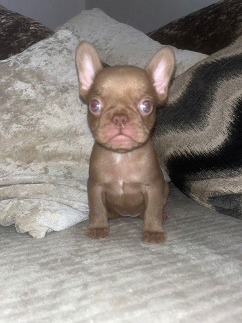 Chocolate coloured French bulldog puppy