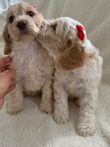 Beautiful Cockapoo puppys