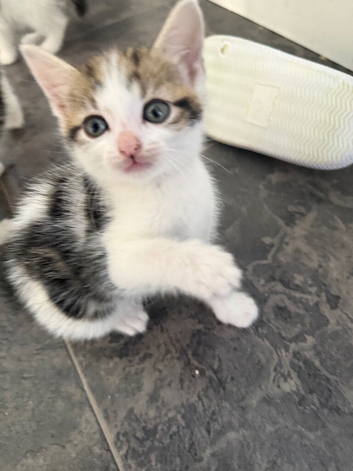 5 gorgeous kittens