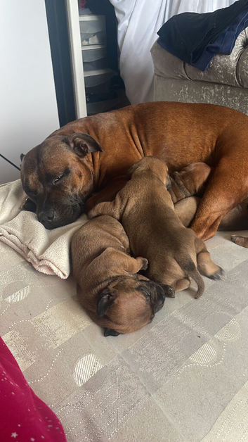 Kc red male puppy&rsquo;s with black mask