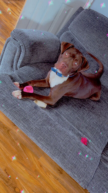 Cain corso cross staffy