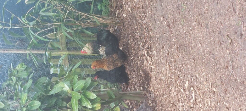 Bantam trio