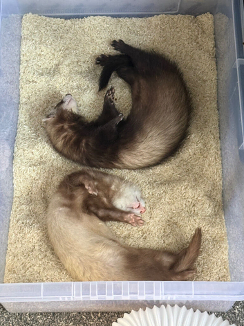 Sandy ferret and a sable mask ferret