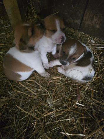Tw beautiful working jackrussel puppies