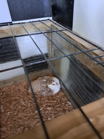Young quail celedon x tuxedo