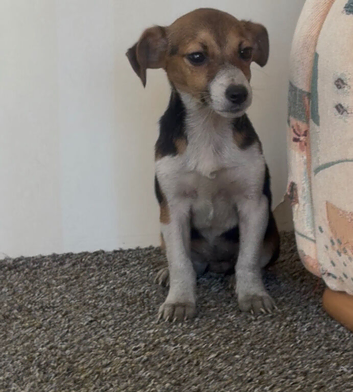 Beautiful JackRussell puppy