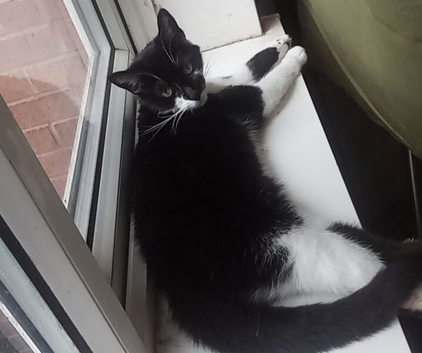 Black and white female cat for rehome
