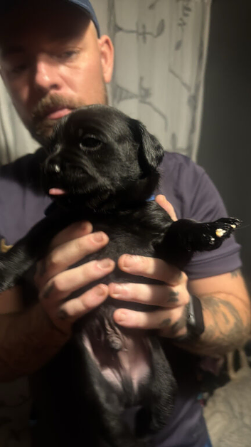 Labrador cross drug ( frenchie x pug