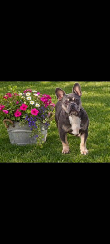 Beautiful KC reg French bulldog girl