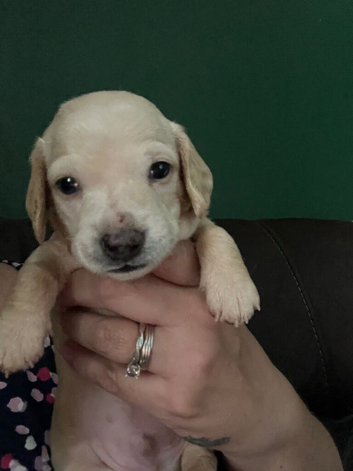 Cream boy looking for his forever home