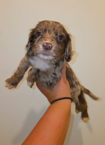 MERLE & CHOCOLATE COCKER SPANIELS