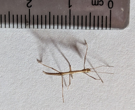 Six Indian Stick Insect Nymphs