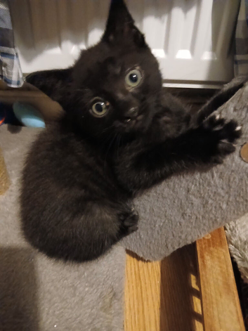 Black fluffy tortoise shell female kitten