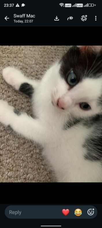 Cute kittens for sale looking for forever homes