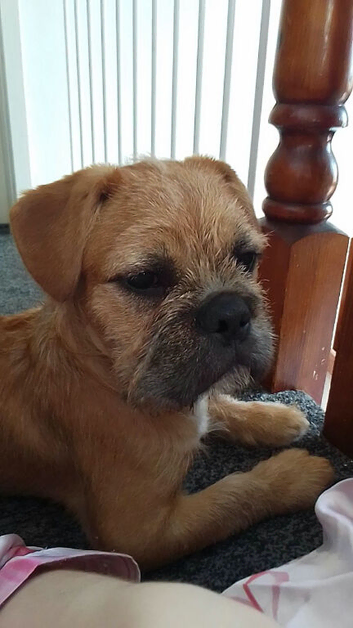 Shih tzu x frenchie