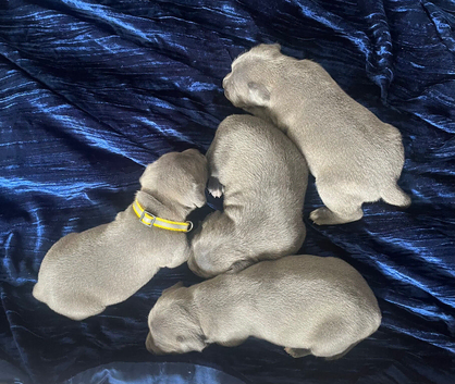 Kc reg blue Staffordshire bull terrier puppies for sale