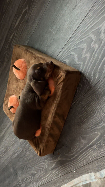 Dachshund Puppies For Sale